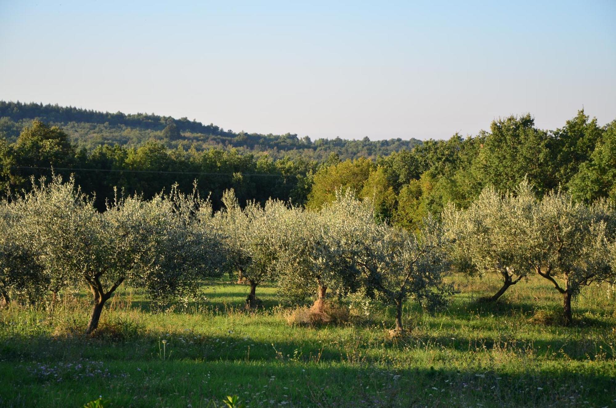Villa Leopoldo By Istrian Country Houses Barat  Eksteriør billede